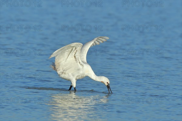 Eurasian spoonbill