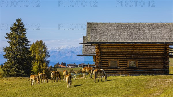 Alpine huts and grazing Haflinger horses