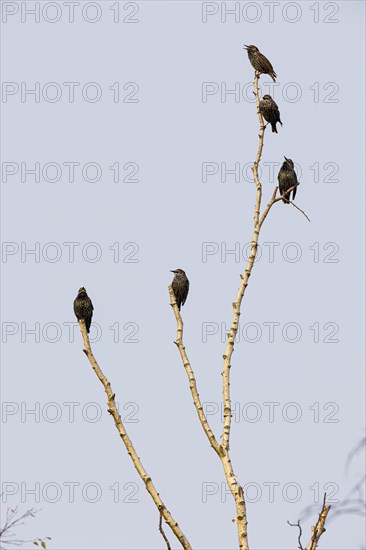 Common starling