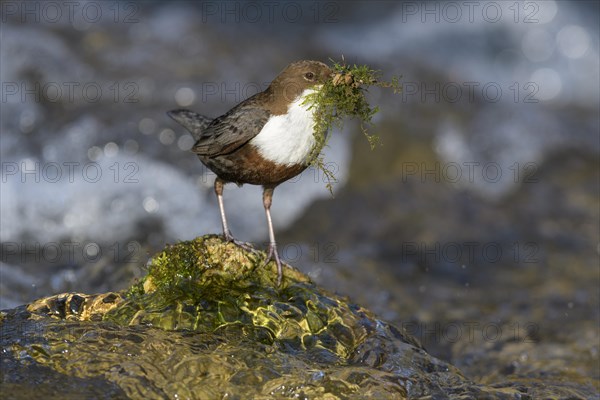 White-throated Dipper