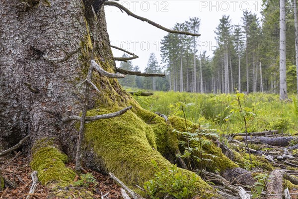 Remains of the ruins of Adolf Hitlers Tannenberg Fuehrer headquarters on Kniebis, the site was blown up after the war, Black Forest, Baiersbronn, Baden-Wuerttemberg, Germany, Europe