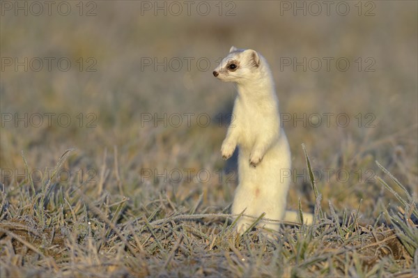 Stoat