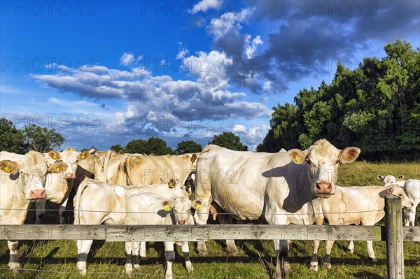 Charolais cattle