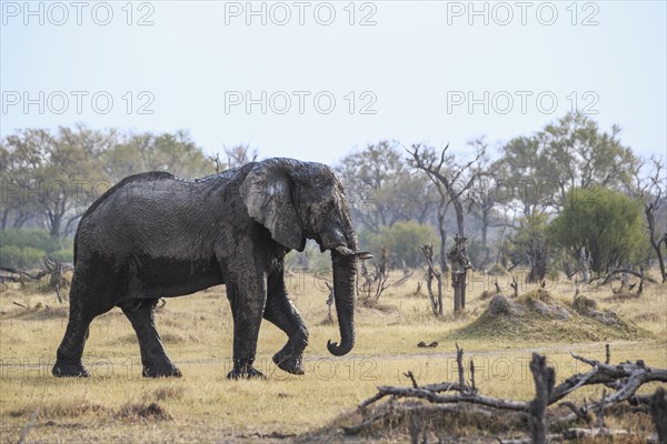 Elephant bull