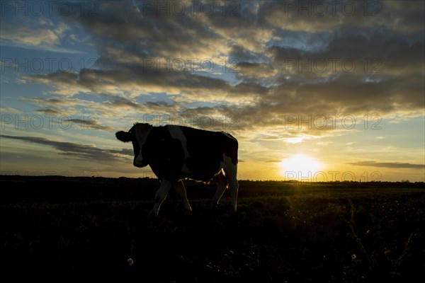 Domestic cow