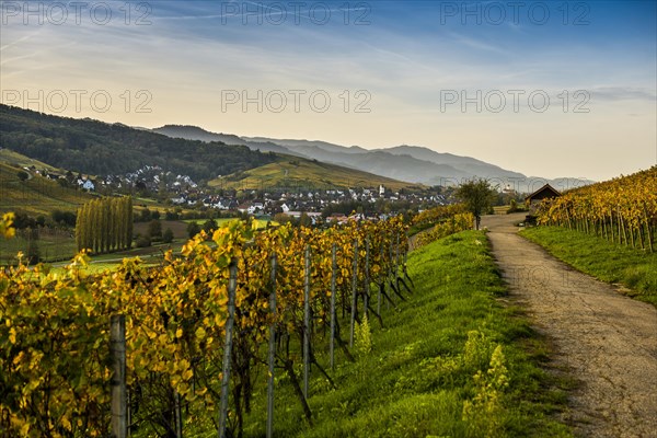 Village and autumn coloured vineyards, sunrise, Pfaffenweiler, near Freiburg im Breisgau, Markgraeflerland, Black Forest, Baden-Wuerttemberg, Germany, Europe