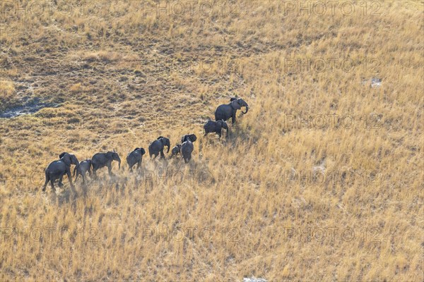 Aerial view of an Elephant herd
