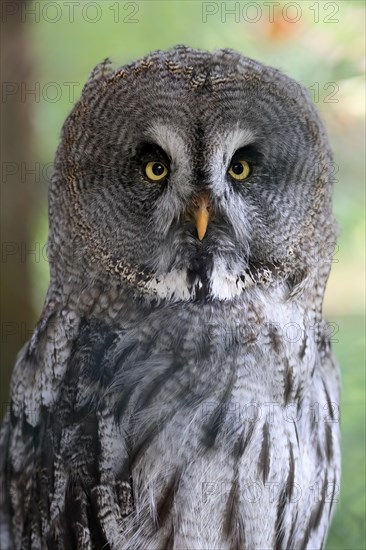 Great Grey Owl