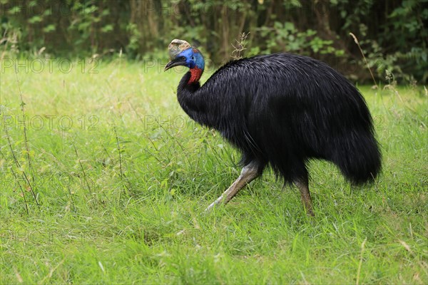 Northern cassowary