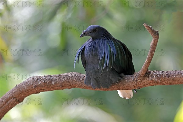 Nicobar pigeon