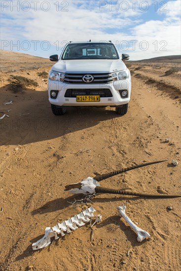 Skull and bones of an oryx antelope on the sandy track in front of an off-road vehicle, Sperrgebiet National Park, also Tsau ÇKhaeb National Park, Namibia, Africa