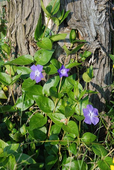 Greater Periwinkle flowering garden