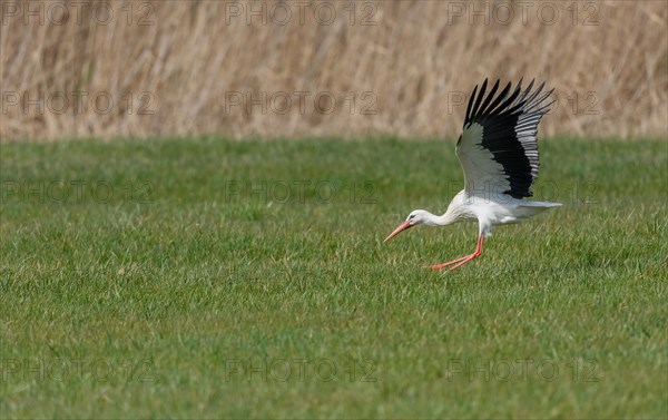 White Stork