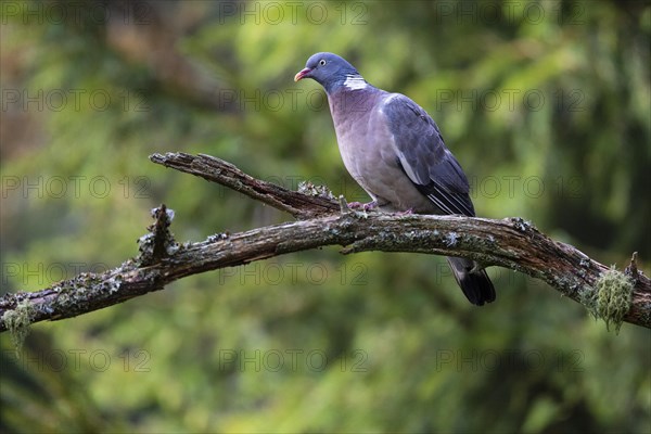 Common wood pigeon