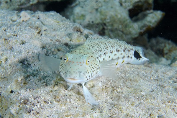 Portrait of tailspot sandbar