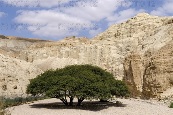 Umbrella acacia