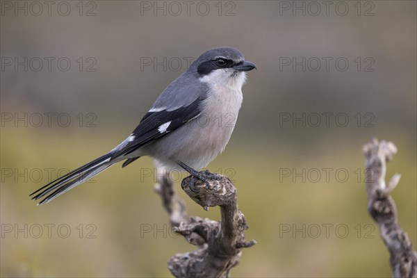 Southern grey shrike