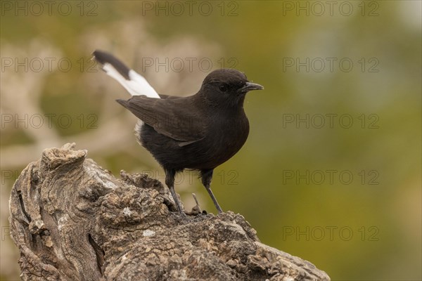 Black Wheatear