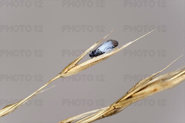 Winged imago of the woolly beech aphid