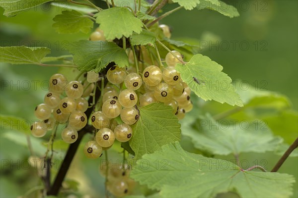 Fruit cluster of the white currant