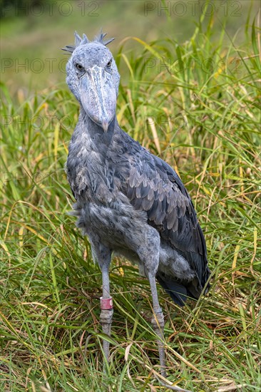 Shoebill