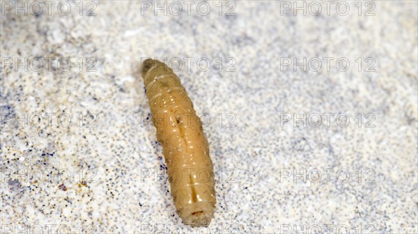 A fly maggot on a terrace floor, Saranda, Albania, Europe