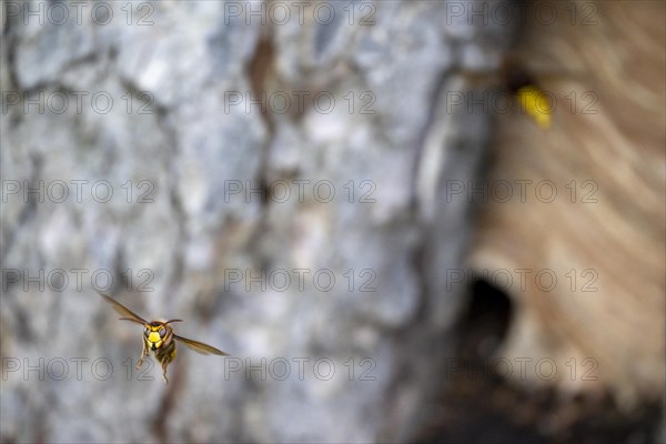 European hornet