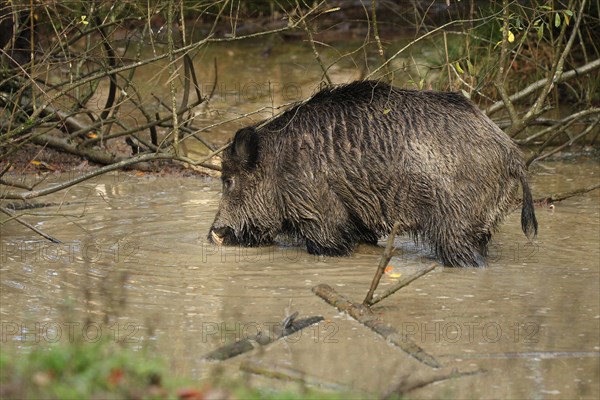 Wild boar