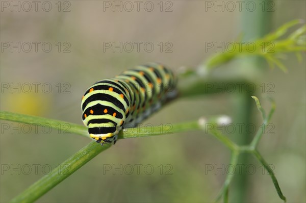 Swallowtail caterpillar on a fennel plant