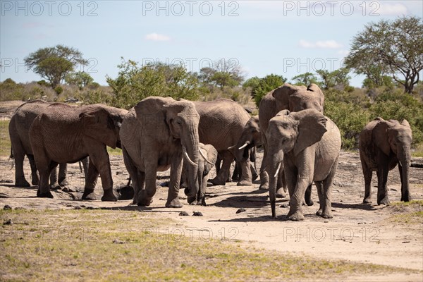 Herd of elephants at the waterhole in the savannah of East Africa, red elephants in the gene of Tsavo West National Park, Kenya, Africa