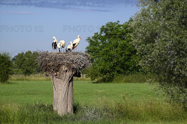 White Stork