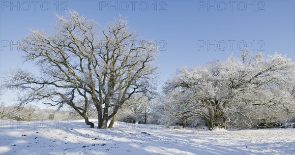 English oaks