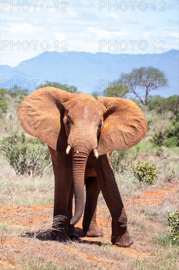 Elephant in the savannah, barren landscape in Tsavo National Park, Kenya, East Africa, Africa