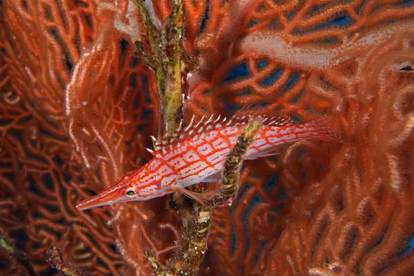 Longnose hawkfish