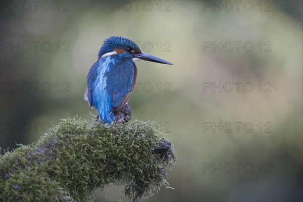 Common kingfisher