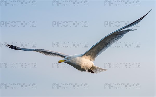 European Herring Gull