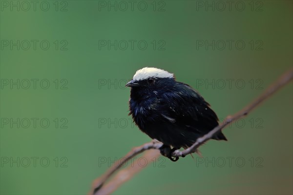 White-crowned pipra