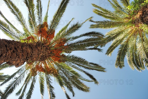 Date palm