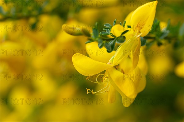 Common broom