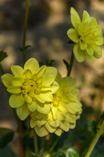 Dahlia flowers growing in a French garden park. Selestat, Alsace, France, Europe