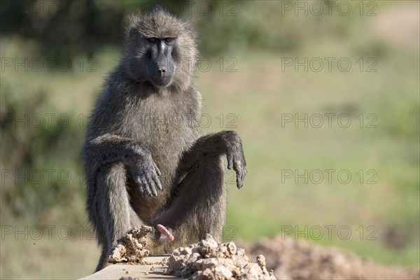 Olive baboon