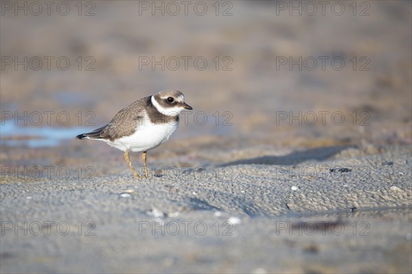 Ringed Plover