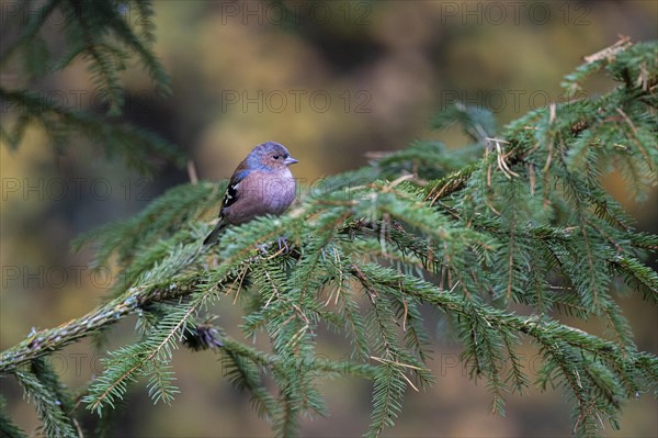 Common chaffinch