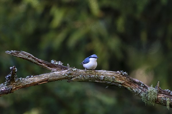 Northern eurasian nuthatch