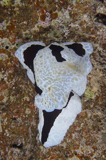 Large sofa cushion snail