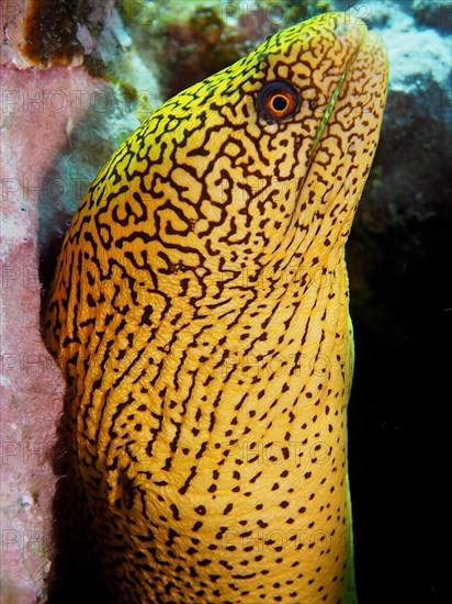 Golden-tailed moray eel