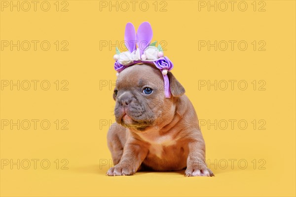 French Bulldog dog puppy dressed up as Easter bunny with rabbit ears headband with flowers on yellow background
