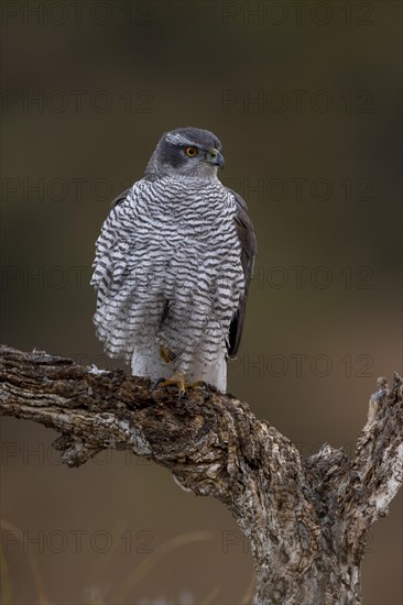 Northern goshawk