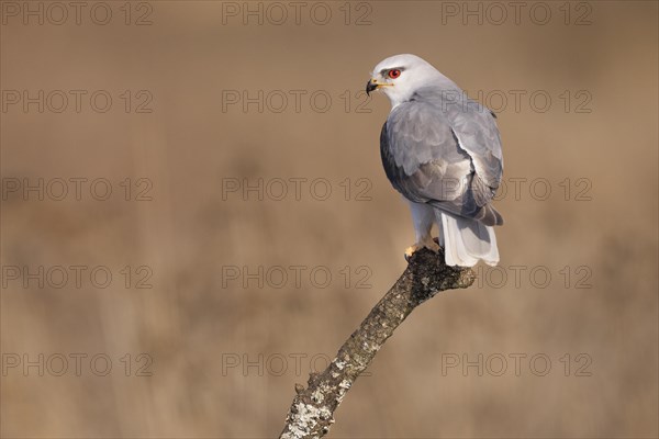 Black-winged kite