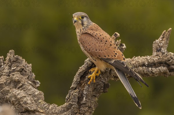 Common kestrel